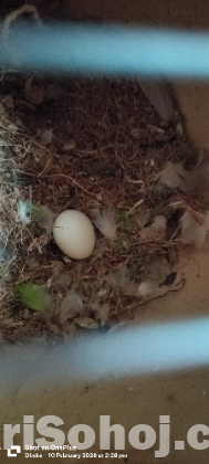 ডিম সহ ফুল সেটাপ লাভ বার্ড